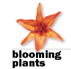 blooming plants