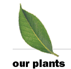 our plants