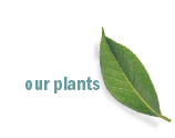 our plants