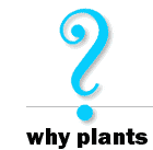 why plants